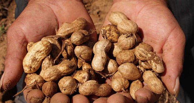 En 2021, Puebla fue el cuarto mayor productor de cacahuate del país