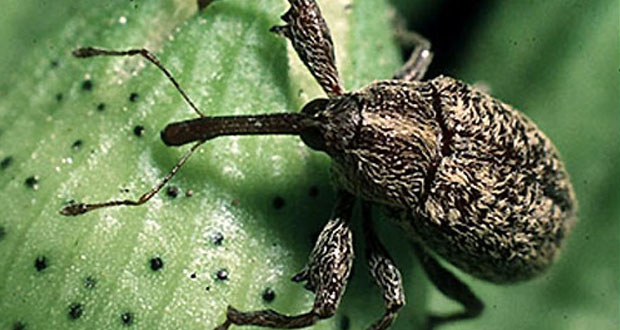 Plaga de picudo del algodonero baja 78% en Tamaulipas y Texas