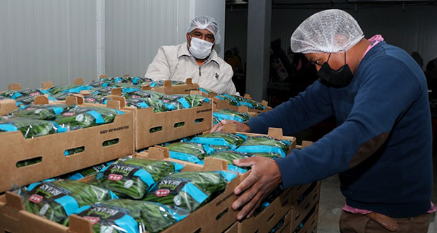 Productores empaquetan ejotes para supermercados de EU y Canadá