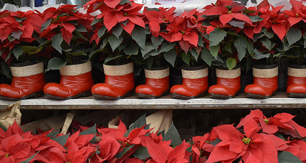 Tips para cuidar flor de Nochebuena, símbolo de la Navidad