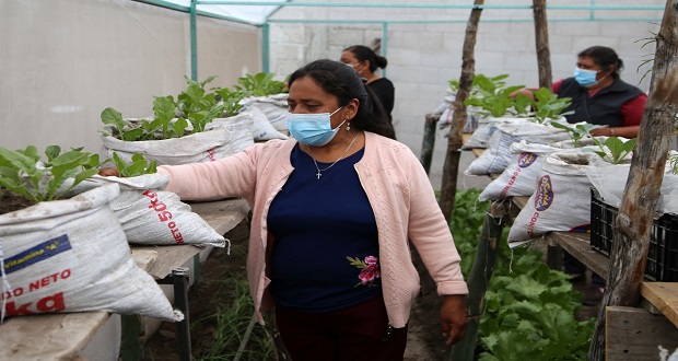 Bienestar invierte 641 mil pesos para cosechar vegetales en Tepanco