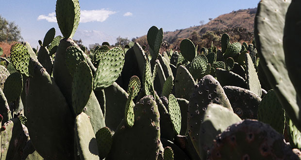 Agricultura creará viveros de nopal contra sequía en 5 estados