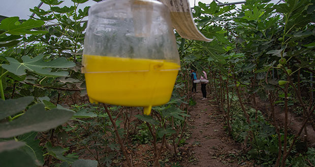 Agricultura va por erradicar plaga de mosca del higo negro en Sonora