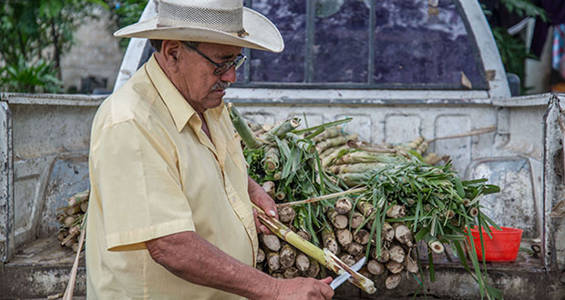 Agricultura va por moderniza agroindustria cañera para este 2022 