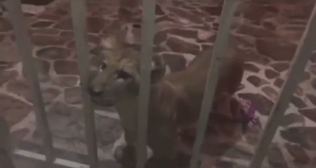 Esposo de presidenta del DIF de Amozoc presume a león como mascota