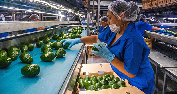Cerveza, tequila y aguacate, productos mexicanos más demandados en EU