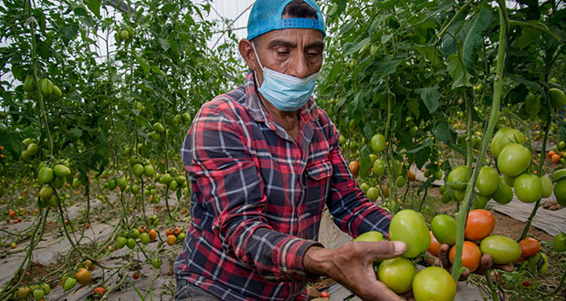 En 11 meses, superávit de 6,333 mdd en comercio agroalimentario de México