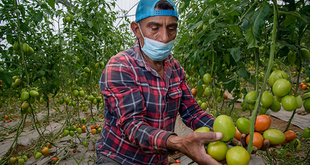 En 11 meses, superávit de 6,333 mdd en comercio agroalimentario de México  