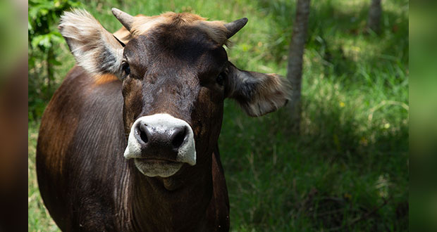 Libre de rabia bovina, más de la mitad de México: Agricultura