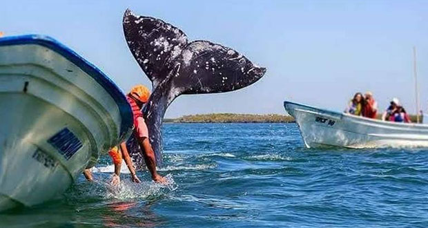 Llegan primeras ballenas grises a costas de Baja California Sur