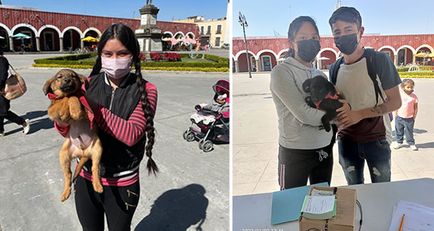 Realizan jornada de adopción y vacunación de mascotas en Cholula