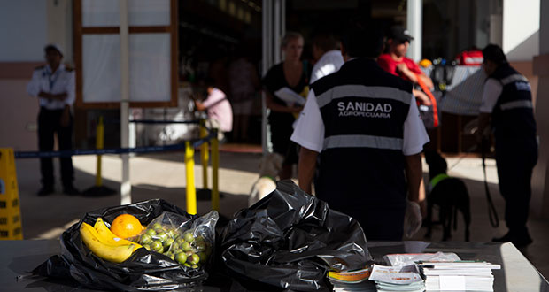 Refuerza Agricultura inspecciones en puertos por peste porcina