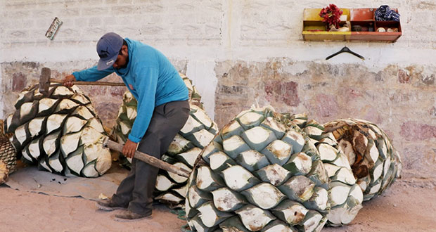 SDR de Puebla busca certificar a productores de mezcal