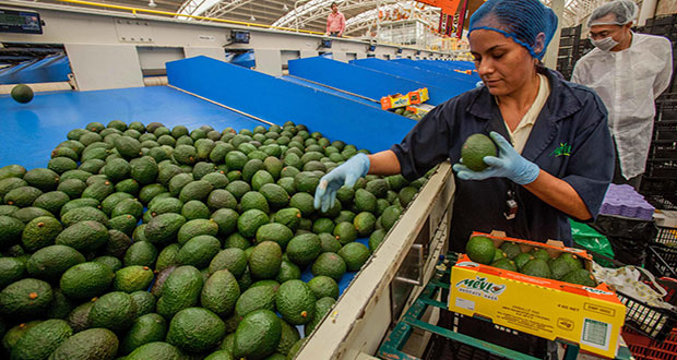 Sector primario, con aumento de 3% al cierre de 2021: Agricultura
