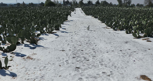SDR indemnizará a 320 agricultores por la caída de aguanieve