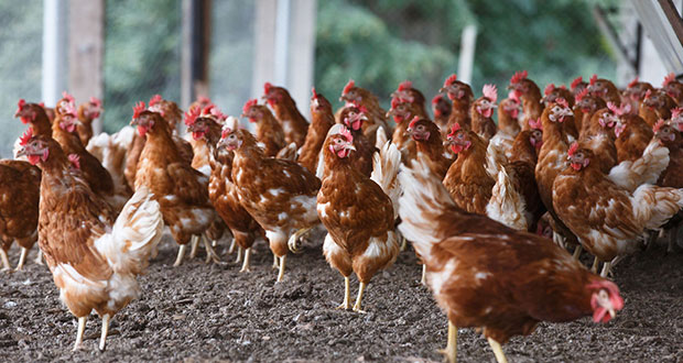 Agricultura restringe acceso de productos avícolas de EU a México