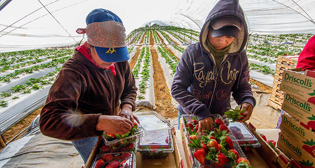 A septiembre, México con superávit agroalimentario de 5 mil 278 mdd