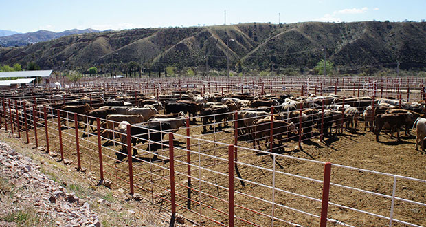 OIE valida trabajo de México contra enfermedad de las “vacas locas”