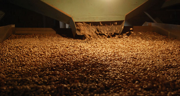 Producción de frijol en México aumenta 11% en 2021: Agricultura