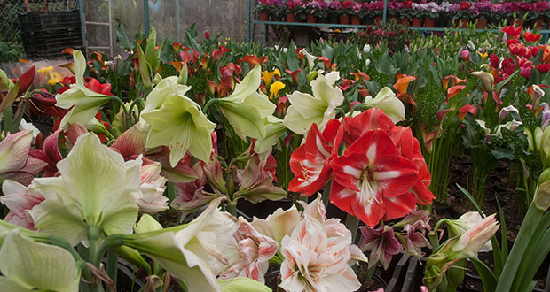 Sube producción de flores; garantizada oferta para Día del Amor y la Amistad
