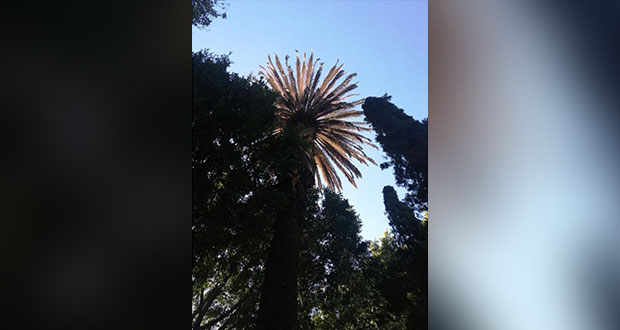 Ayuntamiento de Puebla evalúa árboles ante plaga