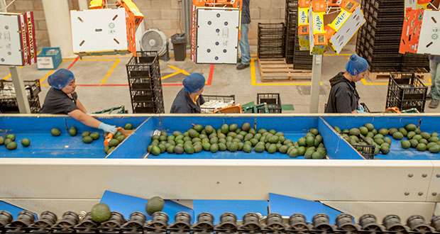 Balanza comercial agroalimentaria, con superávit de 659 mdp en enero