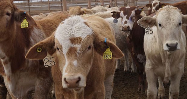 Con aretes a bovinos, Agricultura mejorará registros sanitarios