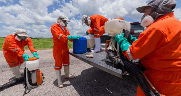 Controla Agricultura diez brotes de langosta en Nuevo León