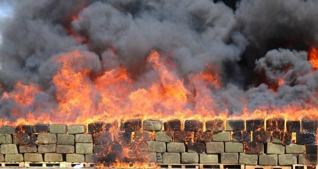 Sedena destruye mil 723 hectáreas de amapola y marihuana