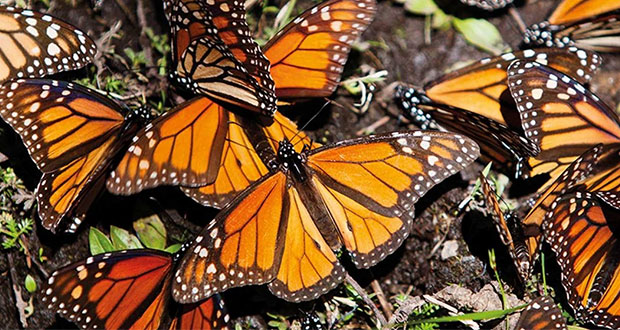 Son 3 los santuarios de la Mariposa Monarca en Edomex ¿Ya los conoces?