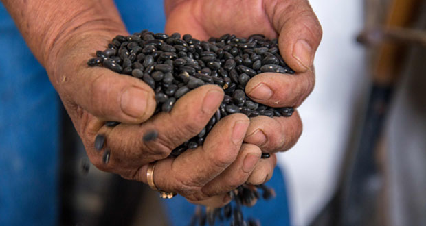 En 2022 habrá más apoyos para pequeños productores de granos: Sader