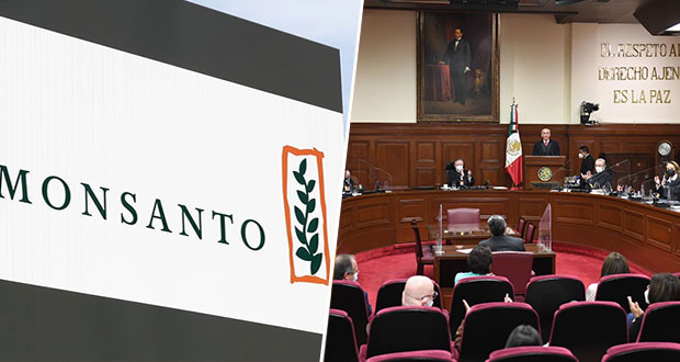 Proponen Negar Amparo A Monsanto Para Algod n Modificado