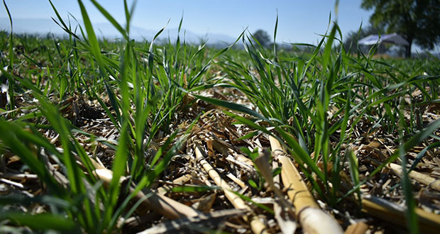 Reducir 40% quema agropecuaria, meta de Agricultura para 2024