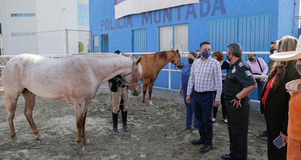 San Andrés Cholula cuenta con 5 caballos más en policía montada