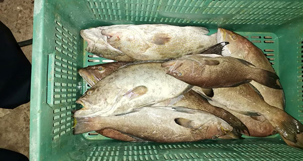 Semar asegura 60 kilos de pez mero, especie actualmente en veda