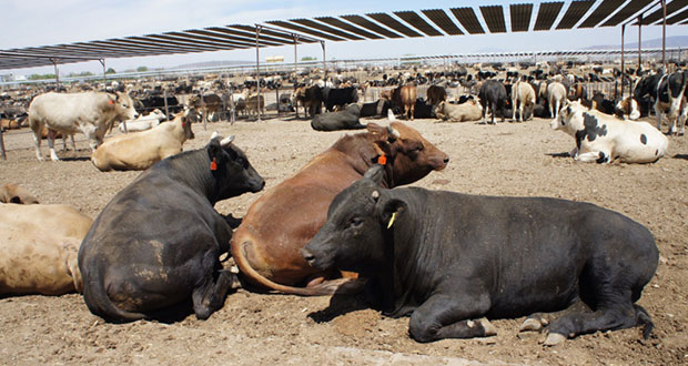 Sonora es libre de brucelosis; beneficiará sector ganadero: Sader