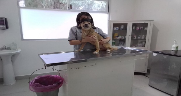 En clínica, atienden los 14 casos de crueldad animal en Puebla