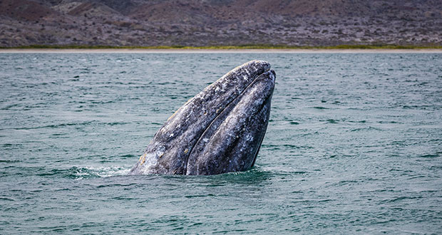 ¿Quiéres ver ballenas grises? Lánzate ya a Baja California
