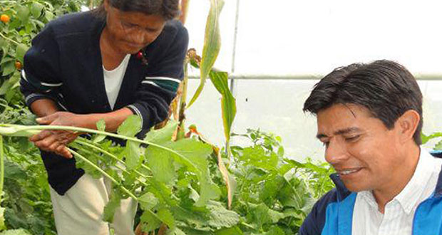 El amaranto tiene más proteínas que maíz, trigo y arroz: BUAP