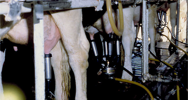 Subirá a 10 pesos precio de garantía de leche fresca: Agricultura
