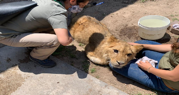Delicada la salud del cachorro de león rescatado en Ecatepec