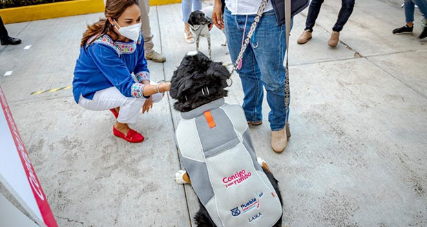 Dos perros se suman a los programas de asistencia social