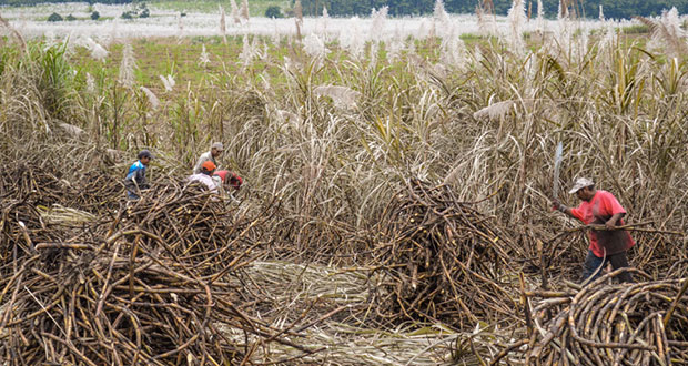 En 2022, producción agrícola sería de 273 mdt; subiría 1.8%: Sader