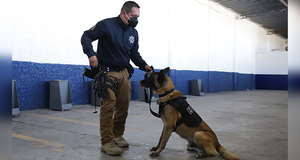 FGE y Policía de Puebla se agruparán en unidad de apoyo animal para búsquedas