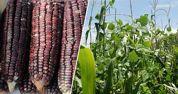 Revalorización de milpa contribuirá a la soberanía alimentaria en México