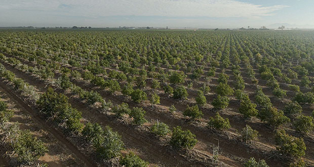 Sader promueve reconversión de cultivos en Valle del Yaqui, Sonora