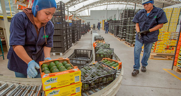 Sader registra superávit de 2.8 mil mdp en balanza agrolimentaria
