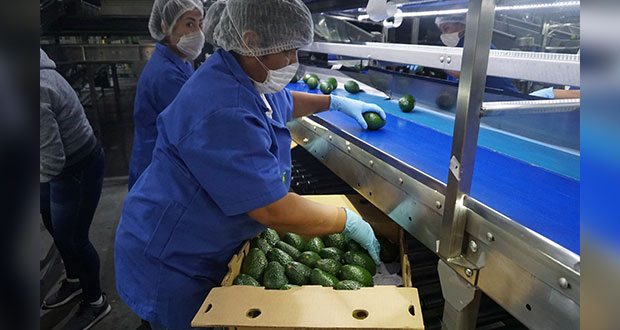 A la semana, Jalisco exporta mil 300 toneladas de aguacate a EU