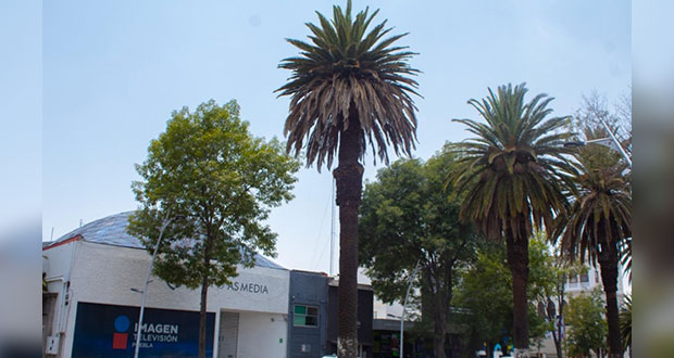Retirarán 14 palmeras enfermas en la Juárez y el bulevar 5 de Mayo