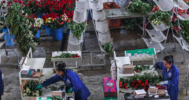 ¿Vas a regalar flores el 10 de Mayo? Hay abasto garantizado: Sader